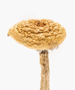 Buy Burmese Dream Mushroom